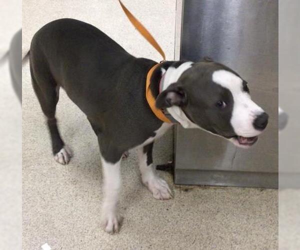 Medium Photo #1 Mutt Puppy For Sale in Riverside, CA, USA