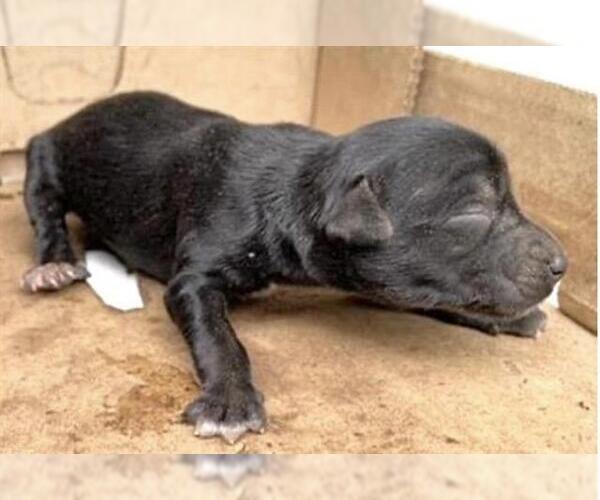 Medium Photo #1 Mutt Puppy For Sale in Houston, TX, USA