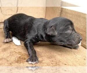 Mutt Dogs for adoption in Houston, TX, USA