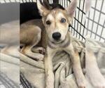 Small German Shepherd Dog Mix
