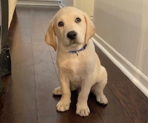 Labrador Retriever Puppy for sale in CARY, NC, USA