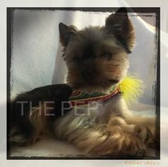 Father of the Yorkshire Terrier puppies born on 06/29/2018