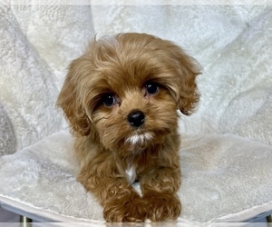 Cavalier King Charles Spaniel-Poodle (Toy) Mix Puppy for sale in HOUSTON, TX, USA