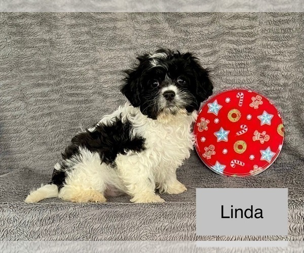 Medium Photo #3 Cavachon Puppy For Sale in MOUNT PLEASANT, MI, USA