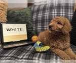 Small #4 Goldendoodle