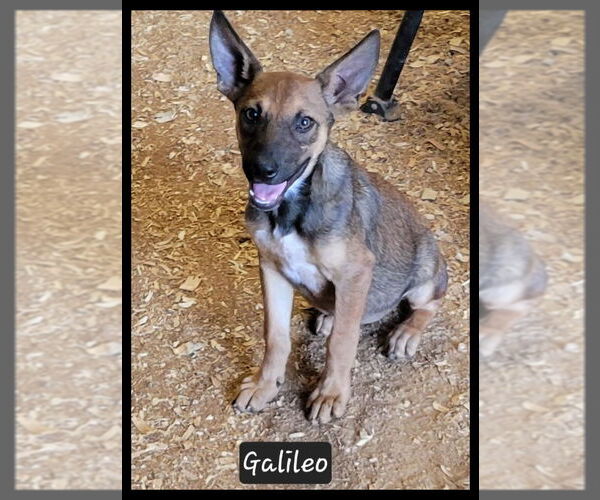 Medium Photo #3 Mutt Puppy For Sale in Granbury, TX, USA