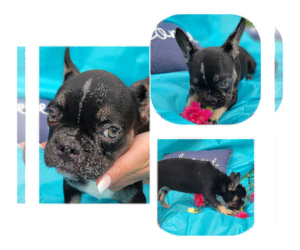 French Bulldog Dog for Adoption in SARASOTA, Florida USA
