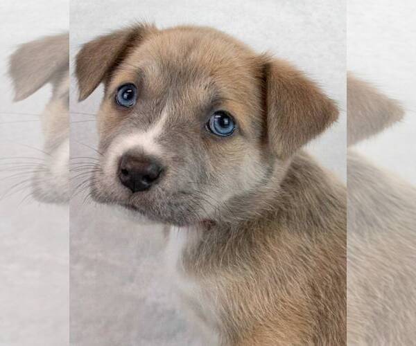 Medium Photo #1 Mutt Puppy For Sale in Kennesaw, GA, USA