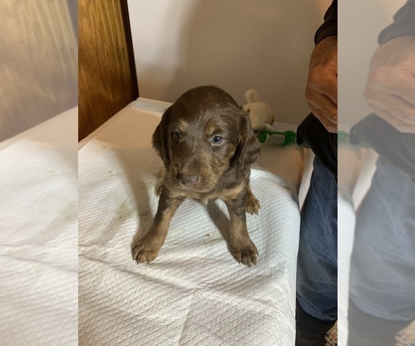 Medium Photo #5 Labradoodle Puppy For Sale in DEEPWATER, MO, USA