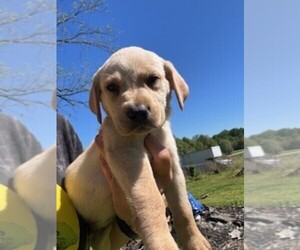 Labrador Retriever Puppy for sale in MAYSVILLE, GA, USA