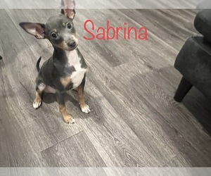 Chipin Puppy for sale in SAN DIEGO, CA, USA