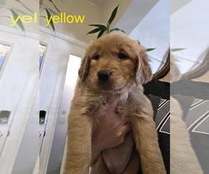 Golden Retriever Puppy for sale in CALABASH, NC, USA