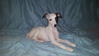 Puppy 2 Whippet