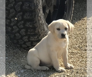 Labrador Retriever Puppy for Sale in BARNEVELD, Wisconsin USA