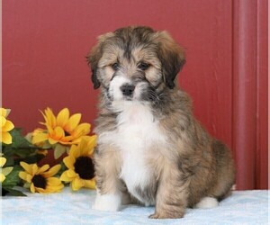 Miniature Bernedoodle Puppy for sale in FREDERICKSBG, OH, USA