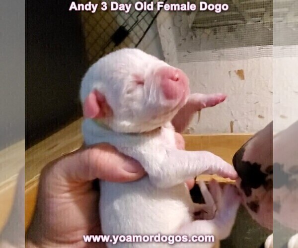 Medium Photo #3 Dogo Argentino Puppy For Sale in JANE, MO, USA