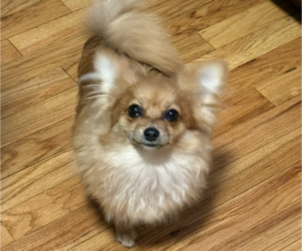 Medium Photo #1 Pomeranian Puppy For Sale in DENVER, CO, USA