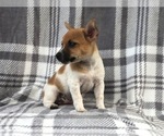 Small #7 Jack Russell Terrier