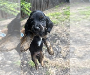Dachshund Puppy for sale in KATY, TX, USA