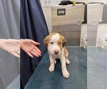 Small Australian Shepherd Mix
