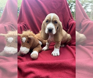 Basset Hound Puppy for sale in BENNINGTON, OK, USA