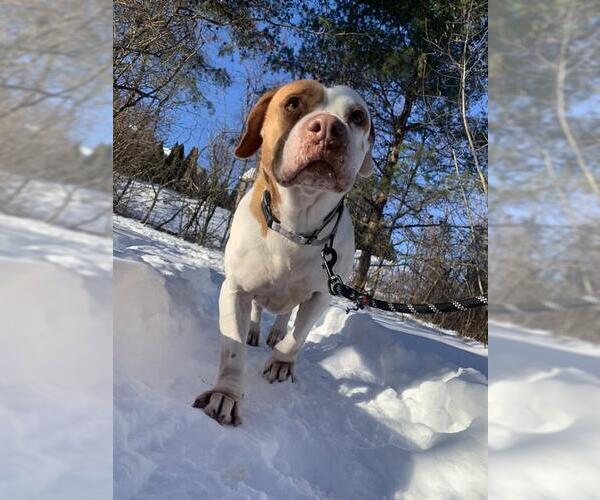 Medium Photo #2 Basset Hound-Unknown Mix Puppy For Sale in Center Township, PA, USA