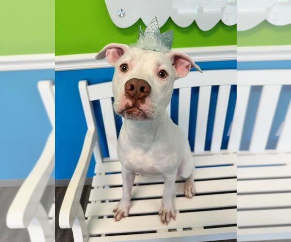 Medium Photo #5 American Pit Bull Terrier-Unknown Mix Puppy For Sale in Oakhurst, NJ, USA