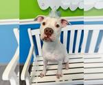 Small #4 American Pit Bull Terrier Mix