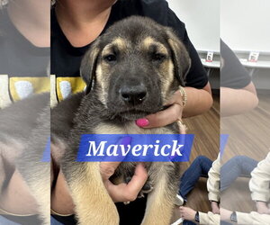 Labrador Retriever-Unknown Mix Dogs for adoption in The Woodlands, TX, USA
