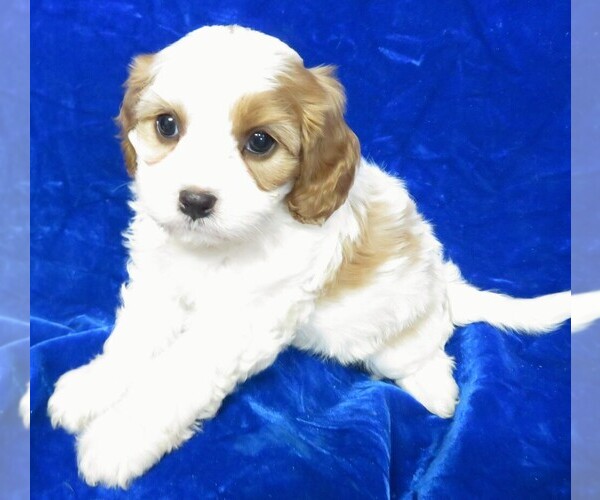 Medium Photo #5 Cavalier King Charles Spaniel Puppy For Sale in NORWOOD, MO, USA