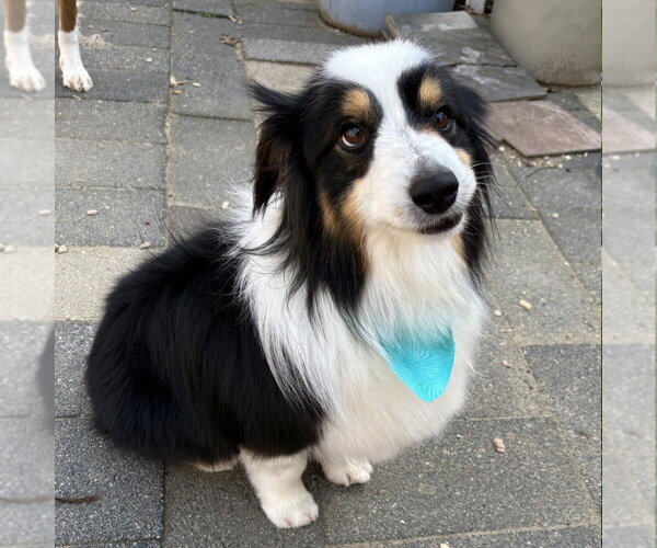 Medium Photo #2 Australian Shepherd Puppy For Sale in Canton, CT, USA