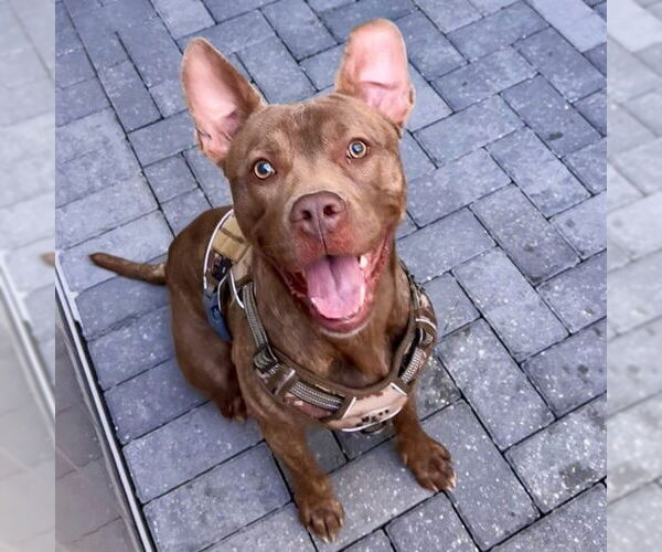 Medium Photo #1 Plott Hound-Unknown Mix Puppy For Sale in Tavares, FL, USA