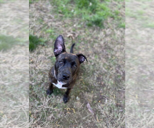 Medium Photo #3 Bulldog-Labrador Retriever Mix Puppy For Sale in Tarrytown, GA, USA