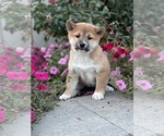 Small #3 Shiba Inu