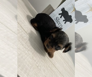 Yorkshire Terrier Puppy for sale in AUGUSTA, GA, USA