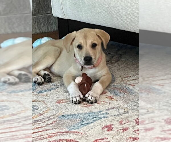 Medium Photo #9 Lab-Pointer Puppy For Sale in Brewster, NY, USA