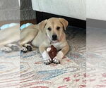 Small #8 Lab-Pointer