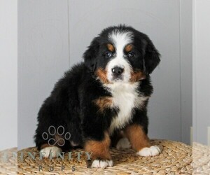 Medium Bernese Mountain Dog
