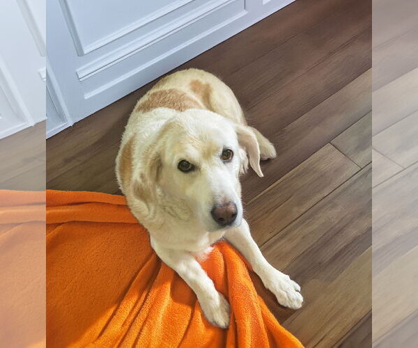 Medium Photo #1 Mutt Puppy For Sale in Unionville, PA, USA