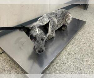 Australian Cattle Dog-Unknown Mix Dogs for adoption in Visalia, CA, USA