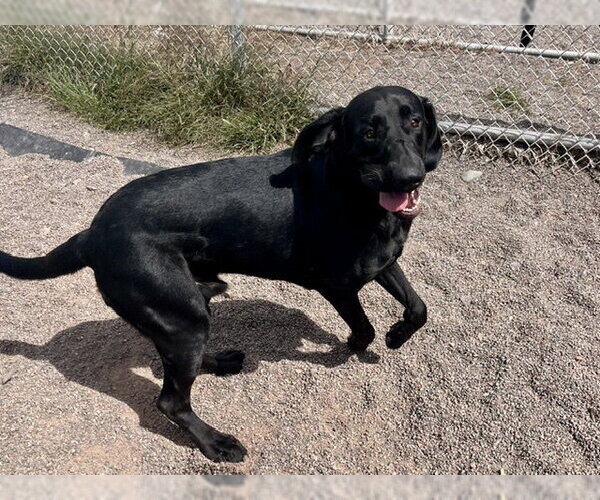 Medium Photo #3 Labrador Retriever-Treeing Walker Coonhound Mix Puppy For Sale in Webster, WI, USA