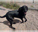 Small #2 Labrador Retriever-Treeing Walker Coonhound Mix