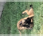Small Photo #16 Belgian Malinois Puppy For Sale in HARKER HEIGHTS, TX, USA