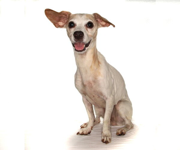 Medium Photo #3 Chihuahua-Unknown Mix Puppy For Sale in Oakland Park, FL, USA