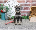 Small #3 Schnauzer (Miniature)