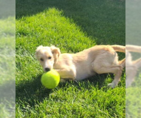 Medium Photo #4 Border Collie-Retriever  Mix Puppy For Sale in Grafton, WI, USA