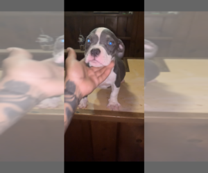 American Bully Puppy for sale in CALUMET CITY, IL, USA