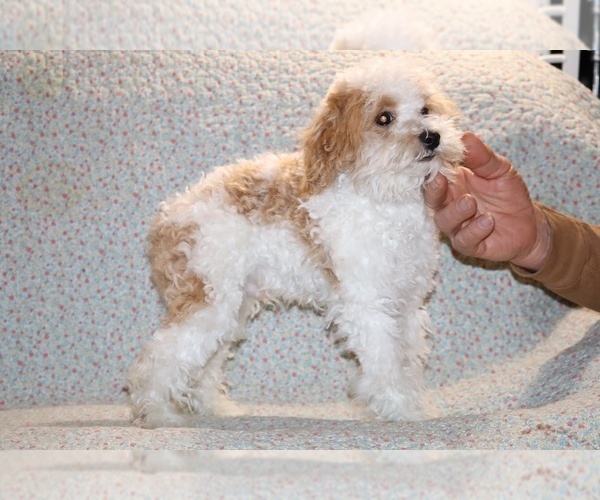 Medium Photo #17 Goldendoodle (Miniature) Puppy For Sale in DYERSBURG, TN, USA