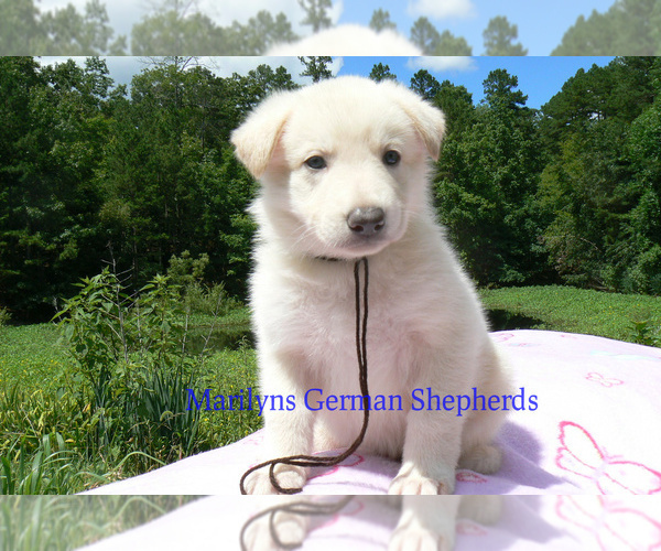 Medium Photo #5 German Shepherd Dog Puppy For Sale in PIEDMONT, MO, USA