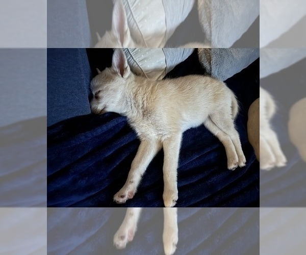 Medium Photo #224 Pomsky Puppy For Sale in LOVELAND, CO, USA